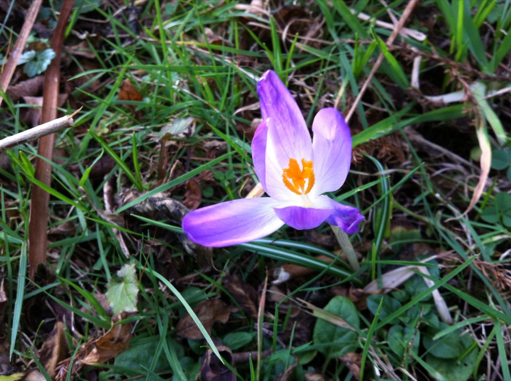 Jan26Flower